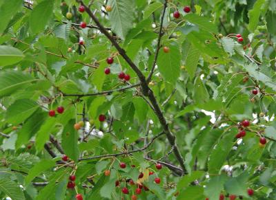 Прикрепленное изображение: IMGP6605.jpg